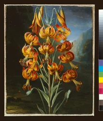 Lilium Superbum, painted for R. J. Thornton